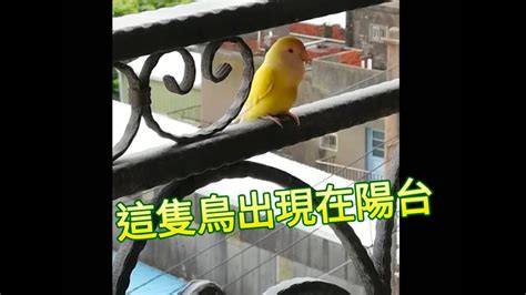 陽台飛來一隻鳥